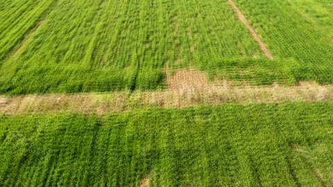 Clean fields in the farm