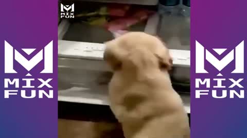 Funniest 🐶 Dogs and 😻 Cats - Awesome Funny Pet Animals Videos -July 2021