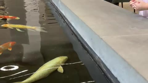 Happy Naomi saw fishes. Funny baby reaction!