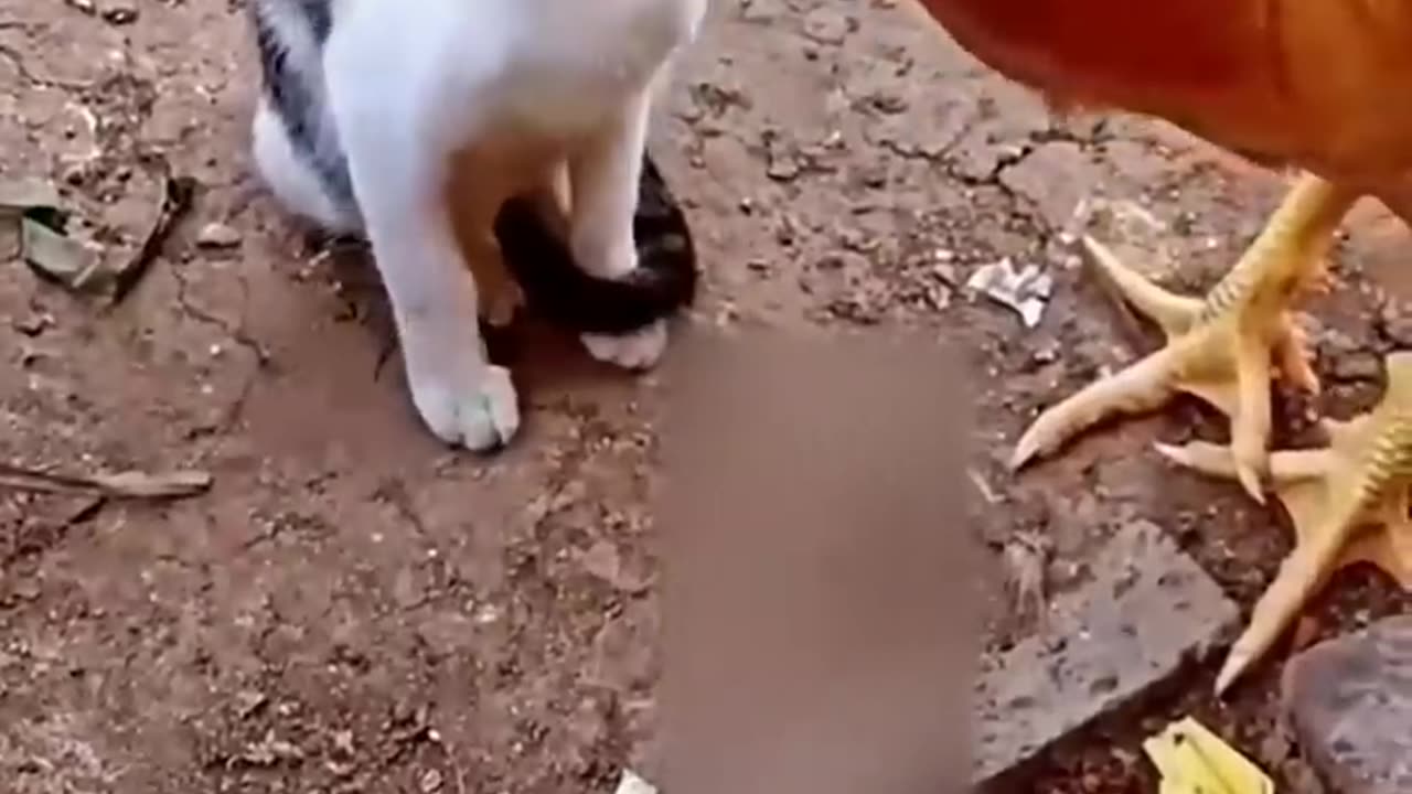 Cat vs Chicken: Watch What Happens Next and Get Ready to Laugh in 2023