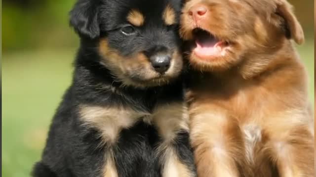 cute puppies