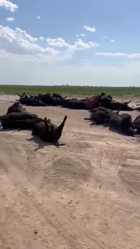 10,000 dead cattle in Kansas and they're blaming it on the weather