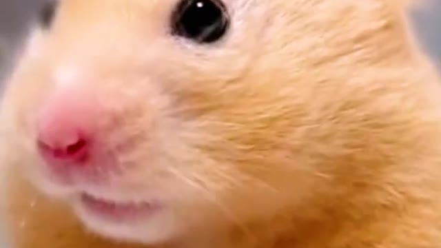 Socutehamster#cutehamster#hamster#hamstershorts#shorts#funnypets#hamsters(1)