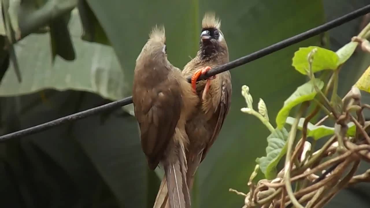 love birds butifull animals