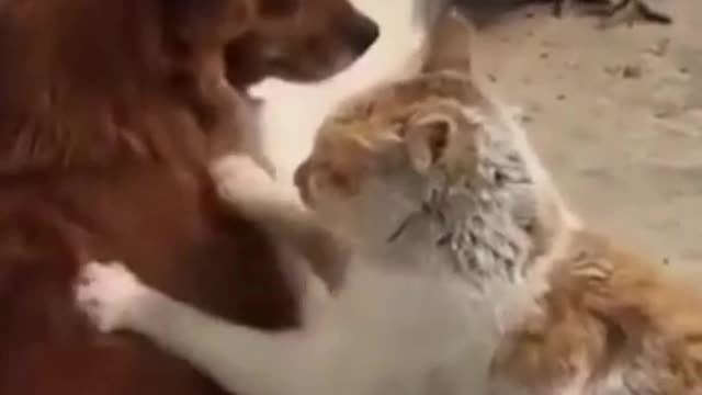 funny cat videosAnimals Videos2022 🤣🐶 😻-Funniest Cats And Dogs Video