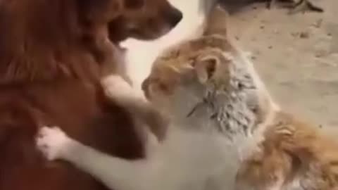 funny cat videosAnimals Videos2022 🤣🐶 😻-Funniest Cats And Dogs Video