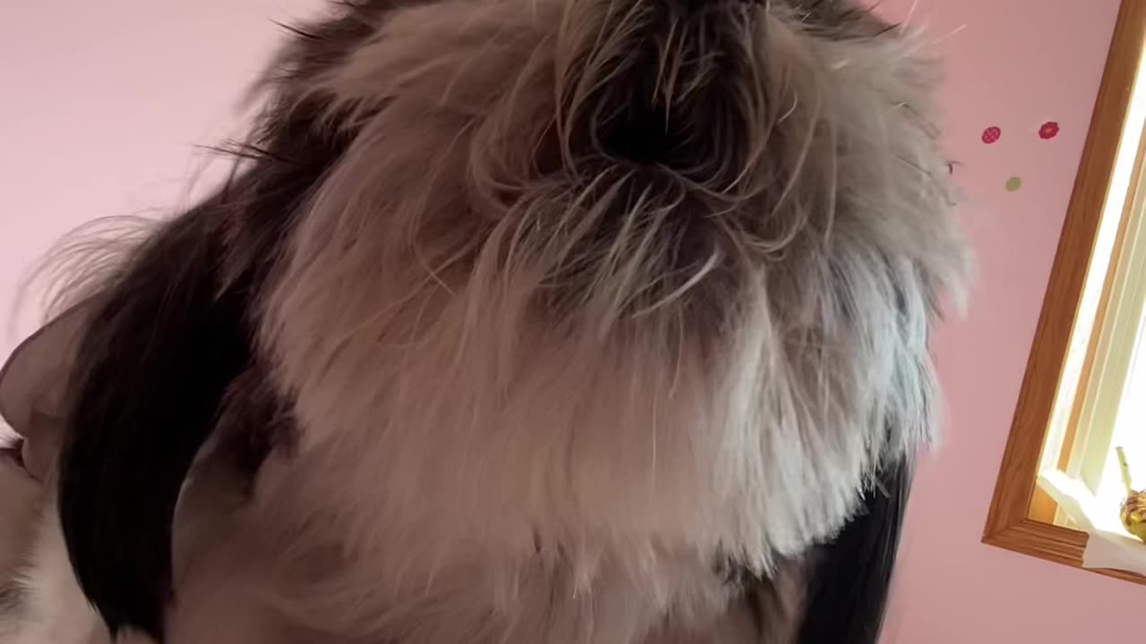 The Singing Shihtzu