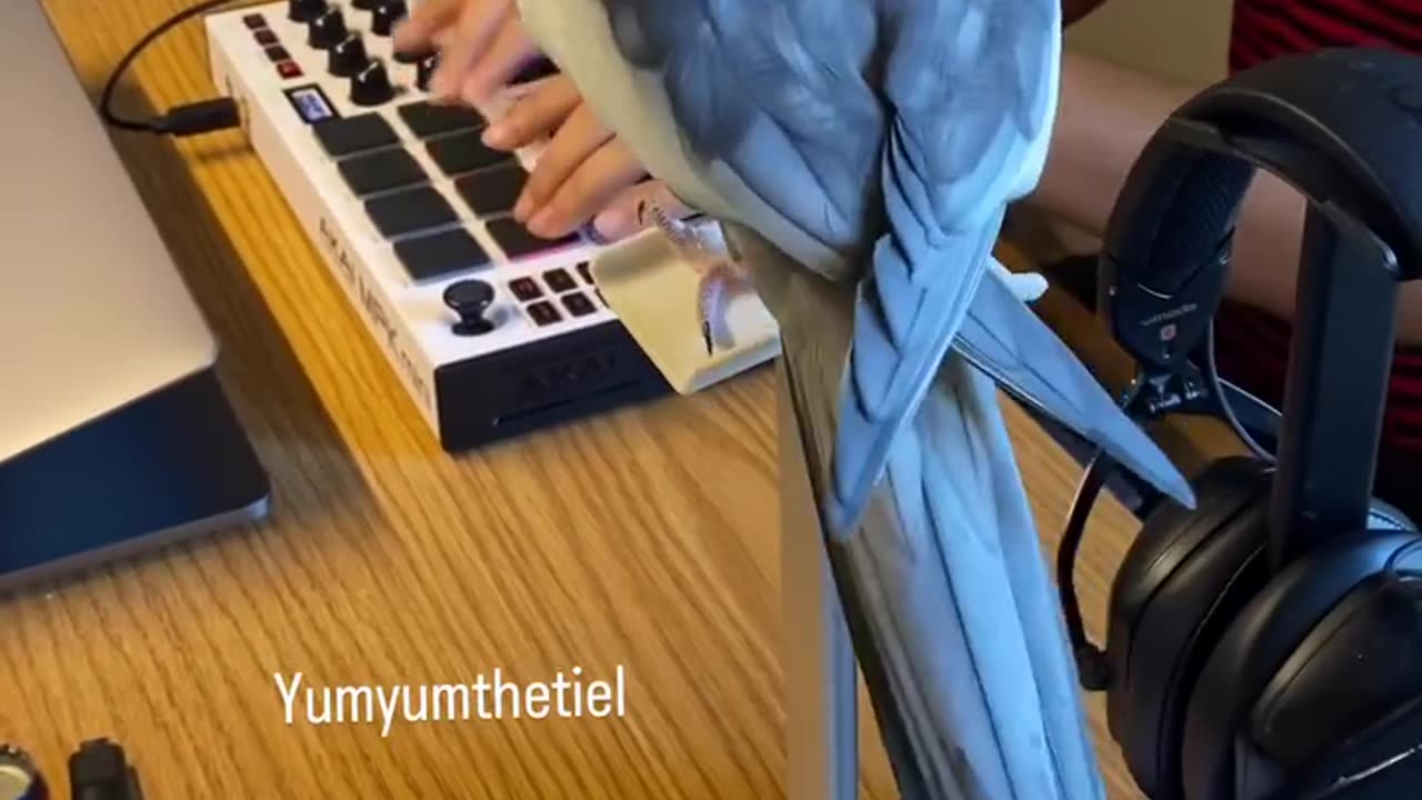 Funniest bird singing song 😄