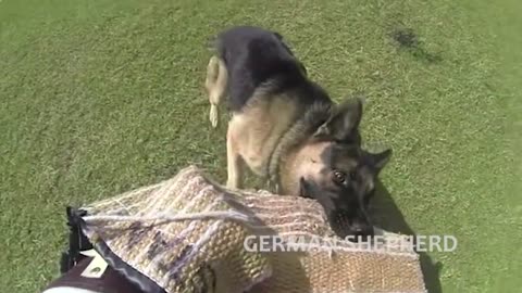 German Shepherd Dogs Extreme Training and Disciplined Like Humans