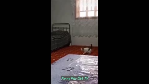 Funny Animal Videos 🤣 Funniest Cats and Dogs Videos 2024 😅 #102