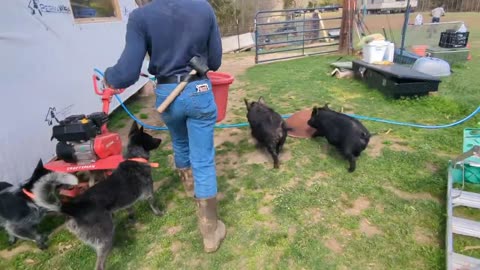 The Experimental Pig Garden.... _ ESTABLISHING OUR DEBT FREE_MORTGAGE FREE HOME-stead