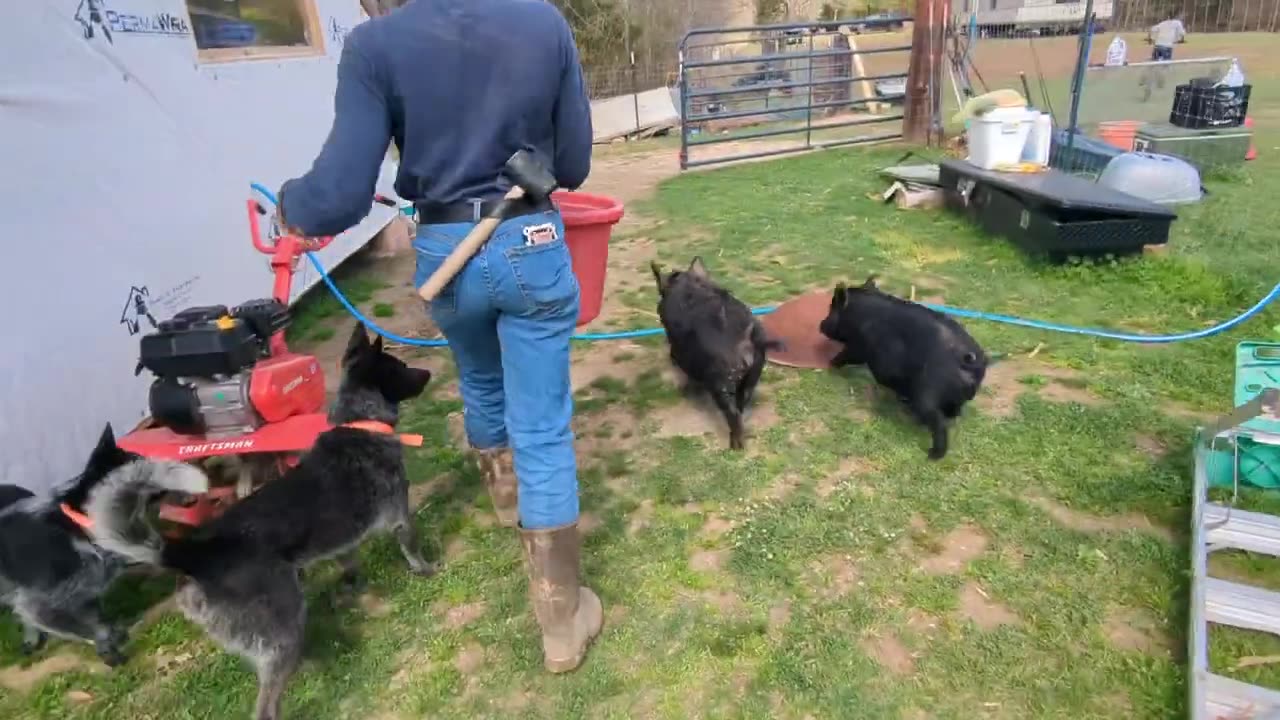 The Experimental Pig Garden.... _ ESTABLISHING OUR DEBT FREE_MORTGAGE FREE HOME-stead