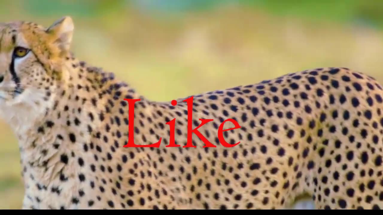 Animals fight