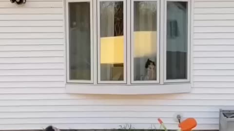 funny memes
