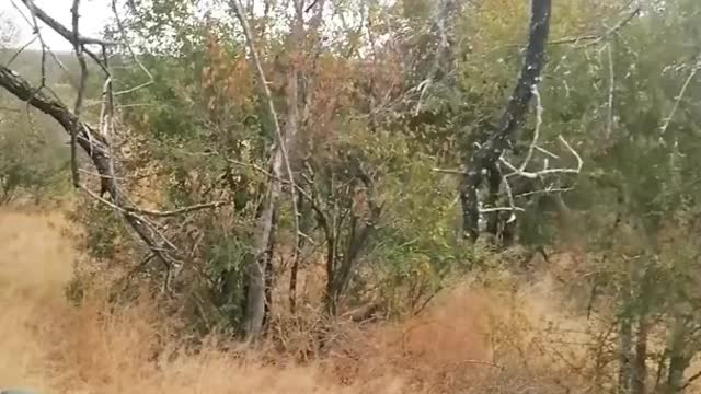 Male Lion Gives Leopard the Fright of its Life