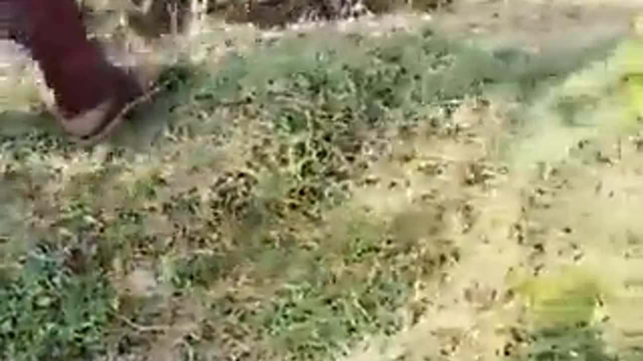 Drunk tiger