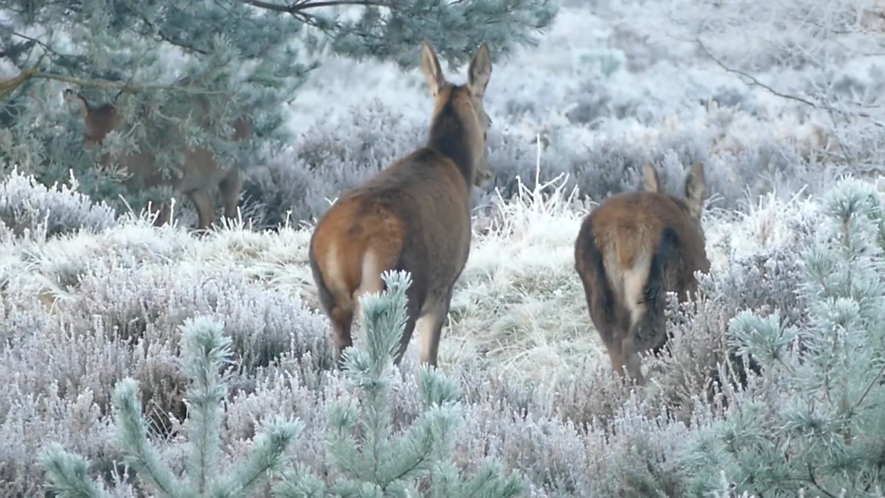 Deer's in a forest