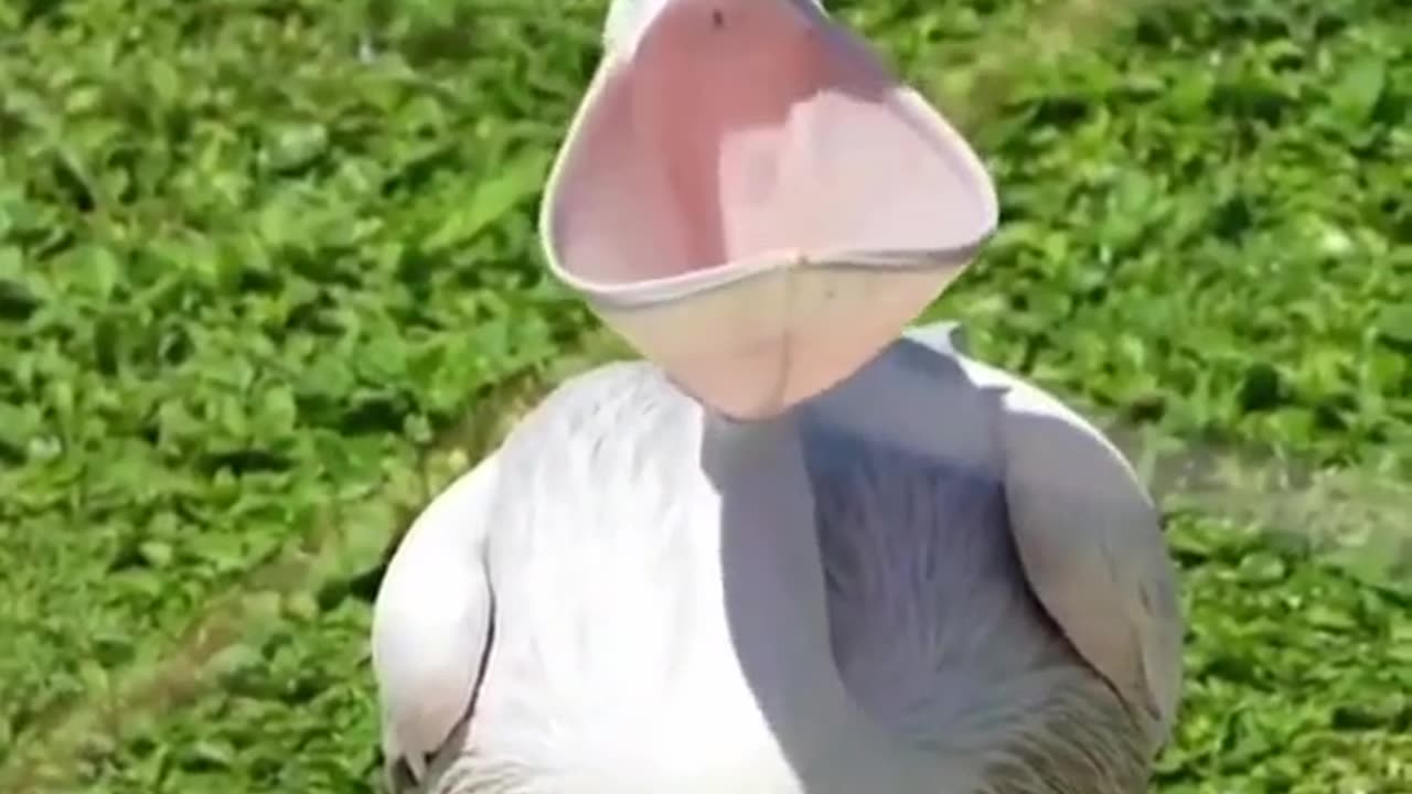 DUCK FUNNY VIDEO