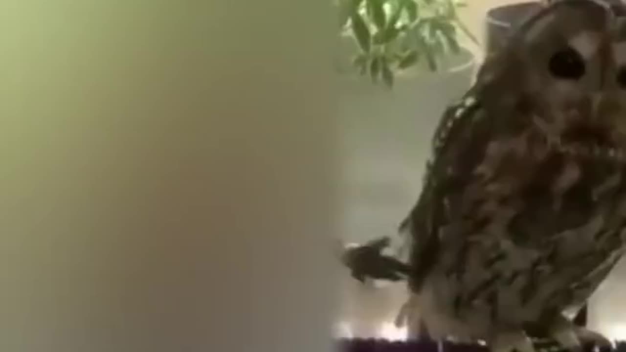 Best Funny Animal Videos of the year