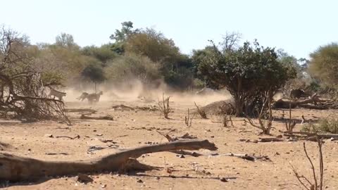 Buffalo came late to rescue his friend from the group of lions.