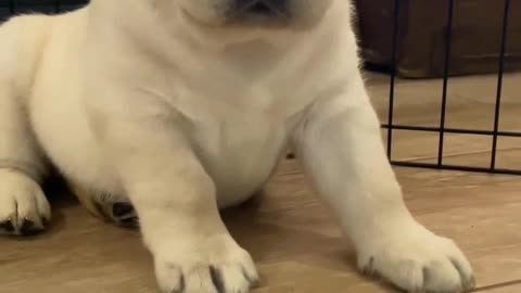 Funny dog new dog new funny comedy