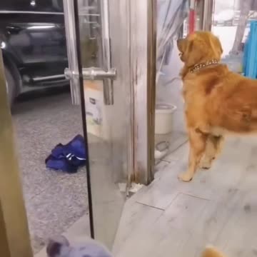 barking takes work stay hydrated drink water take breaks