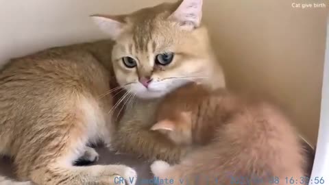 Baby kitten is looking for milk from dad cat