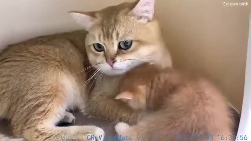 Baby kitten is looking for milk from dad cat