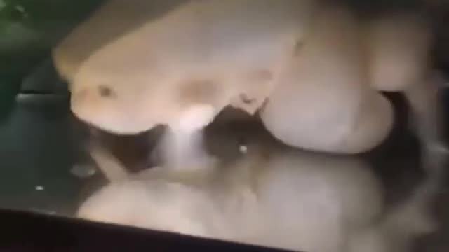 ΜΕΤΑΛΛΑΞΗ ΒΑΤΡΑΧΟΥ