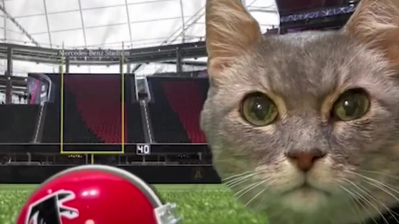 The cat video you never knew you needed! A Falcons cat!