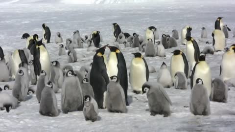 Emperor penguins at Snow Hill Island lover