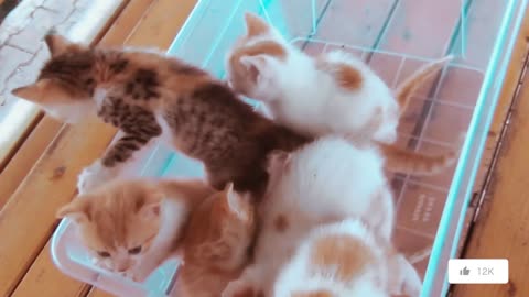 Kittens meowing (too much cuteness) - All talking at the same time