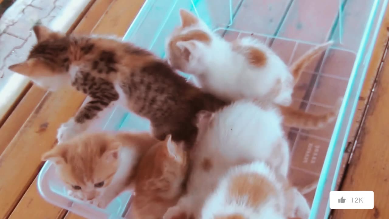 Kittens meowing (too much cuteness) - All talking at the same time