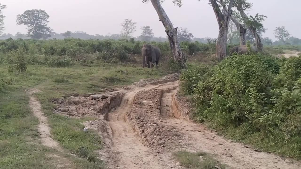 The elephant is trying to break pole