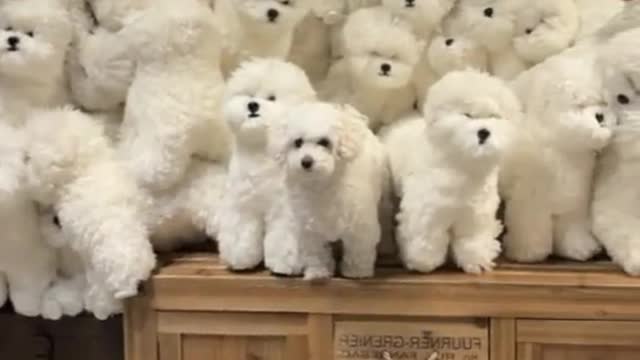 #animal #dog #pet #dogs #pets #animals #petlover #fyp
