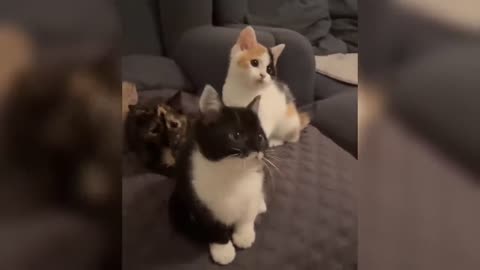 Complications Cute and Funny Cat Videos