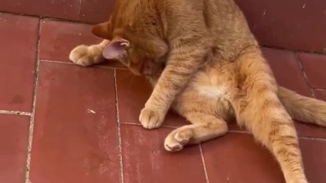 Funny and Cute Cats Playing #41