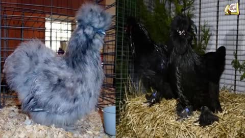 اغرب 5 انواع من الدجاج لن تصدق انها موجودة/ 5 weirdest types of chicken you won't believe exist