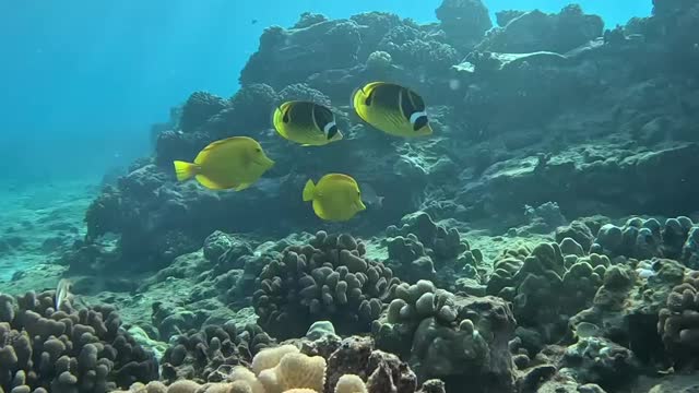 Feel relaxed and cool when swimming together.