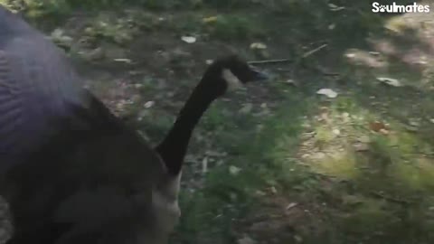 Guy Teaches His Rescued Gosling How To Fly | The Dodo Soulmates