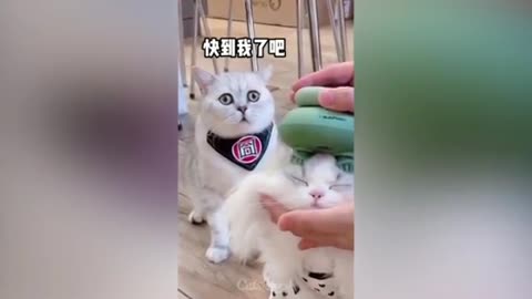 Funny cat 😂 Don't try to laugh