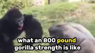 Massive 800lb Silverback Gorilla