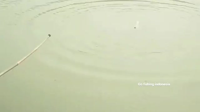 This is a beautiful and charming water-dwelling species