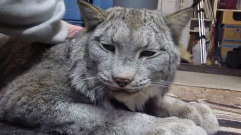 Max Canada Lynx - I'm a Big Baby