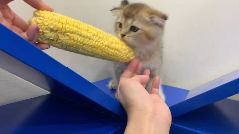 Kitten Vs Corn