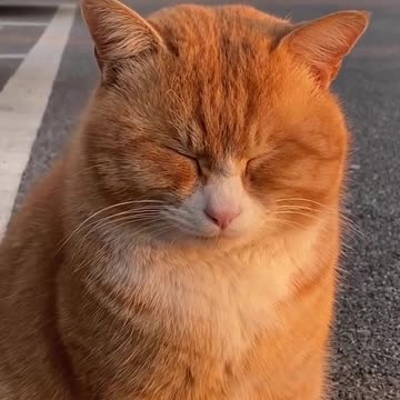 Adorable Cat Moments: A Compilation of Cuteness and Fun