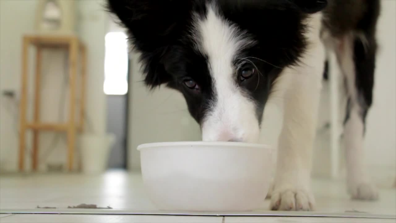 Dog drinking [HD]