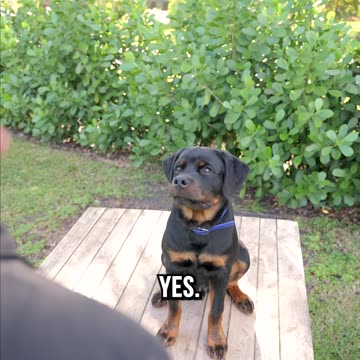 Did Reese Conquer His Doggy ADD?