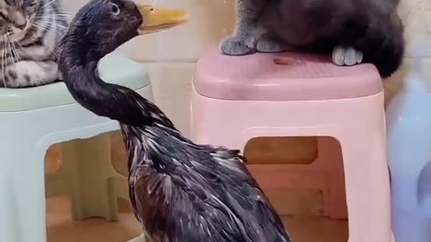 Cat and 🦆 fighting