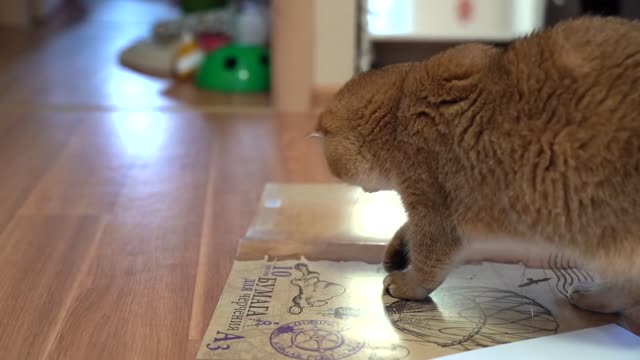 Hosico Cat and Bug